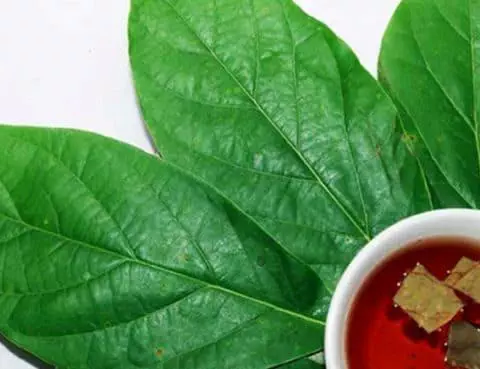 Manfaat Daun Teh Alpukat
