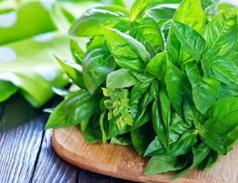 Manfaat Daun Kemangi