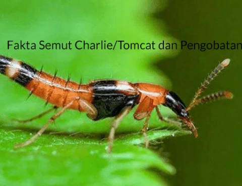 Fakta Semut Charlie dan Pengobatannya