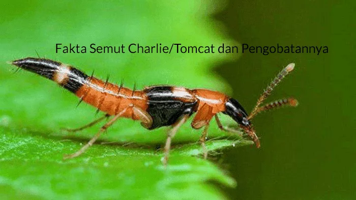 Fakta Semut Charlie dan Pengobatannya