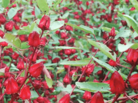 Mnafaat Rosella Untuk Kesehatan