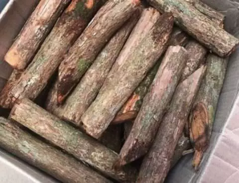 Fakta Tanaman Akar Bajakah
