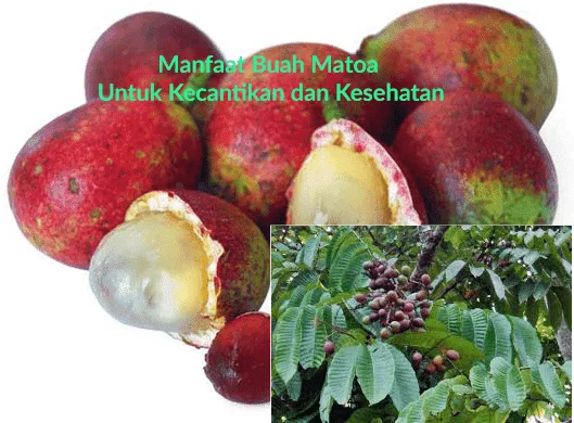 Manfaat Buah Matoa